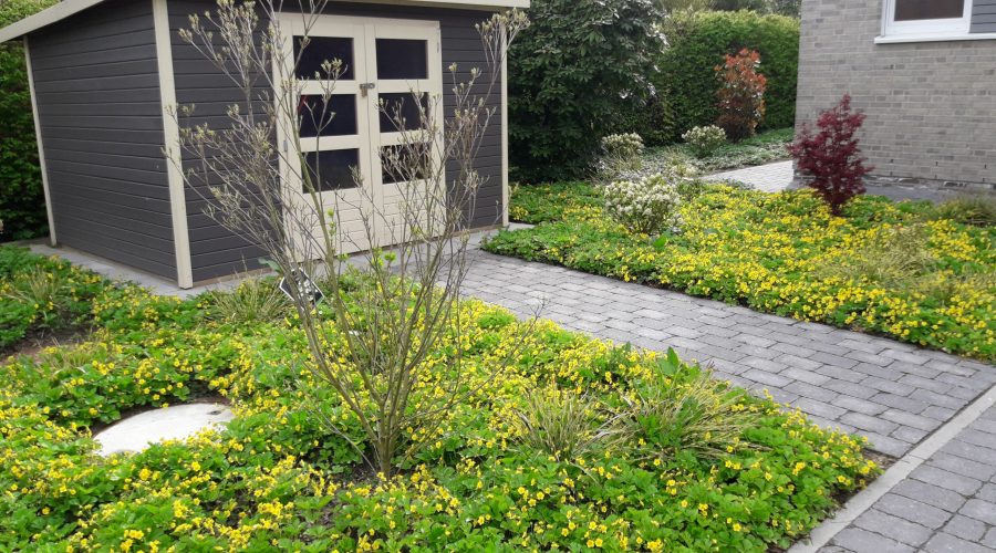 Diercks Garten Bodendecker Diercks Bodedecker Waldsteinia, Gartenhaus, Betonpflastersteine.