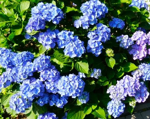 Diercks Garten und Landschaft blaue Hortensie Blaue Hortensie Diercks Garten und Landschaft