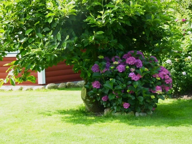 Diercks Garten und Landschaft Hortensie mit Magnolie Hortensie und Magnolie