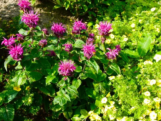 Diercks Garten und Landschaft Röhrige Goldmelisse Staude Goldmelisse Heipflanze