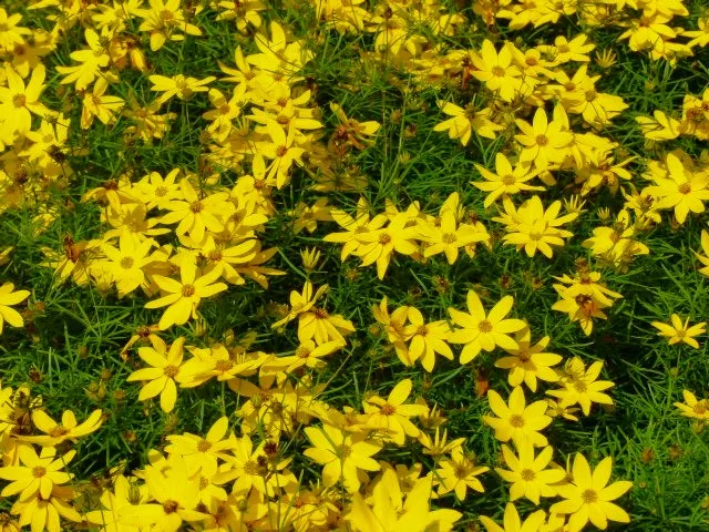 Diercks Garten und Landschaft Scheinquirl Mädchenauge Staudenblume Mädchenauge